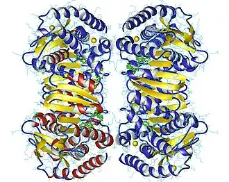 Image illustrative de l’article Malate déshydrogénase