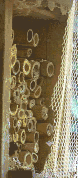 Animation montrant trois osmies bicornis fécondées au travail. Cette animation comporte des renseignements.