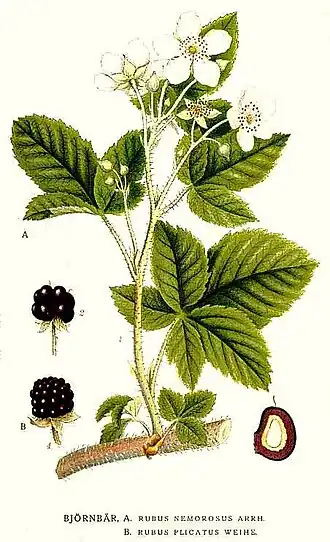Description de l'image 307 Rubus nemorosus.jpg.