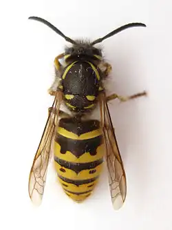 Guêpe commune (Vespula vulgaris), une guêpe sociale