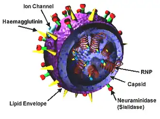 Description de l'image 3D Influenza virus.png.