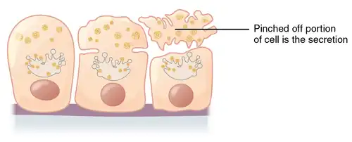 Sécrétion apocrine