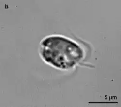 P. parvum observée au microscope