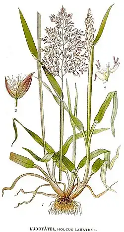 Planche botanique, Bilder ur Nordens Flora, StockHolm, 1917