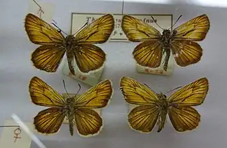 Description de l'image 467-Thymelicus leoninus.JPG.