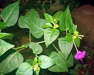 Description de cette image, également commentée ci-après