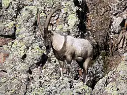 Chèvre à bézoard.