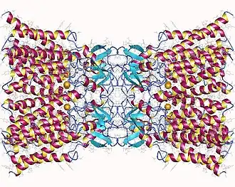 Image illustrative de l’article Connexine 26