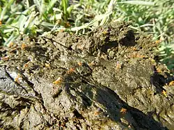 Bouse de vache, sur laquelle de petites mouches coprophages viennent pondre et se nourrir.