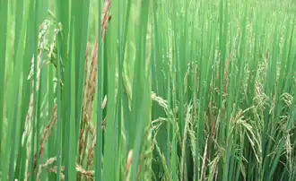 Description de l'image Añublo bacterial.png.