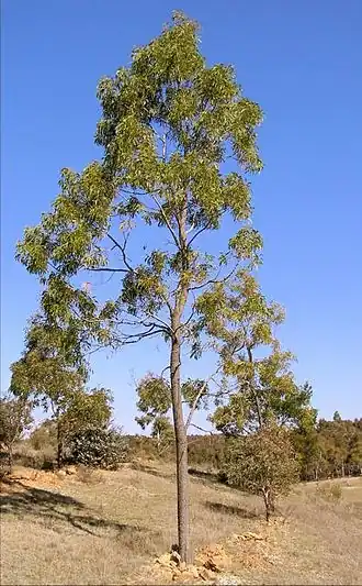 Description de l'image A.Implexa.jpg.