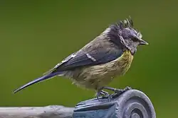 Photo d'une mésange déplumée à hauteur de la calotte.