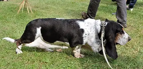 Basset Hound (pattes courtes, dos long, peau lâche et oreilles longues).