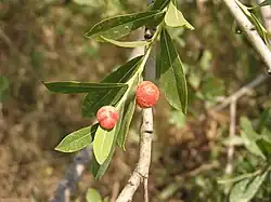 Galle plus colorée.