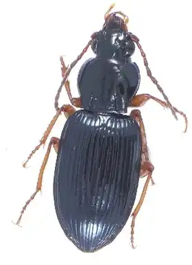 Description de cette image, également commentée ci-après