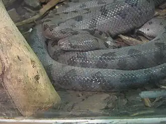 Description de l'image AbacoIsBoa.JPG.