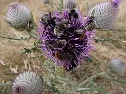 Capitule épanoui et butiné.