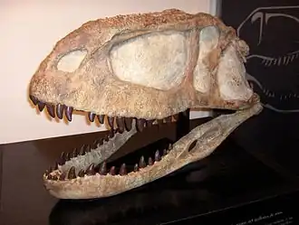 Crâne d'Abelisaurus, reconstitué hypothétiquement à partir des fragments conservés en Argentine.