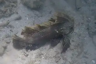 Description de l'image Ablabys binotatus crop.jpg.