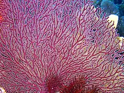 Acabaria splendens, un Melithaeidae