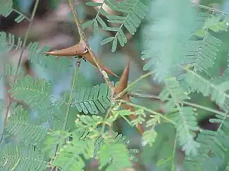 Description de l'image Acacia collinsii5.jpg.
