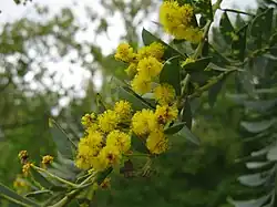 Fleurs d'acacia cultriformis.