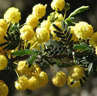 Description de l'image Acacia nigricans.jpg.