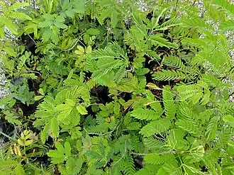 Description de l'image Acacia polyphylla.jpg.