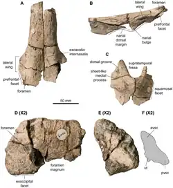 Os fossiles crâniens d'un reptile marin préhistorique exposée sur fond blanc.