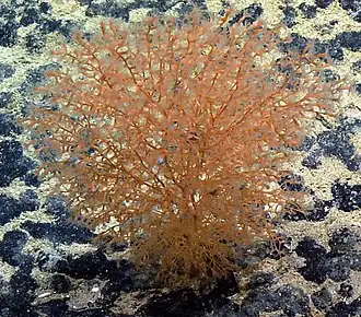 Acanella eburnea.