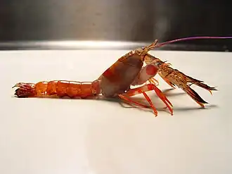 Acanthaxius hirsutimanus (Axiidae).