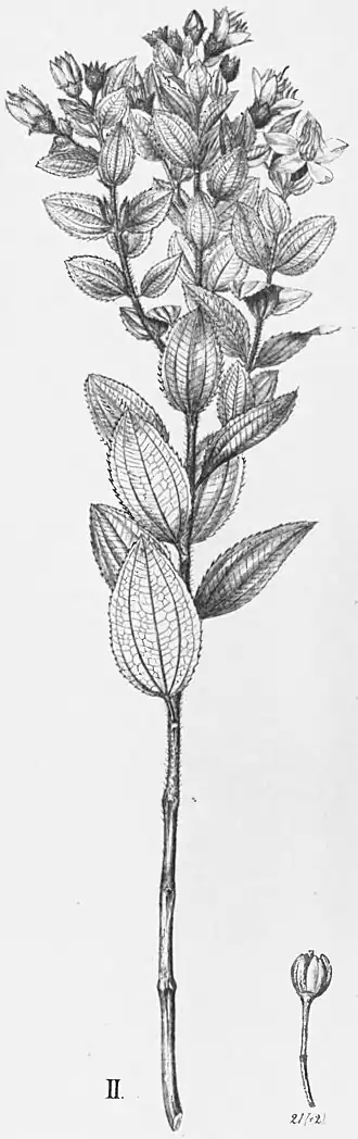 Description de l'image Acanthella conferta.jpg.