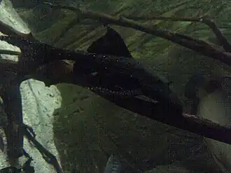 Description de l'image Acanthicus adonis1.jpg.