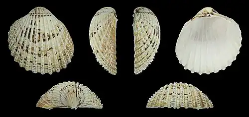 Acanthocardia echinataValve gauche