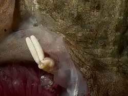 Acanthochondria cornuta (Poecilostomatoida) parasitant un poisson