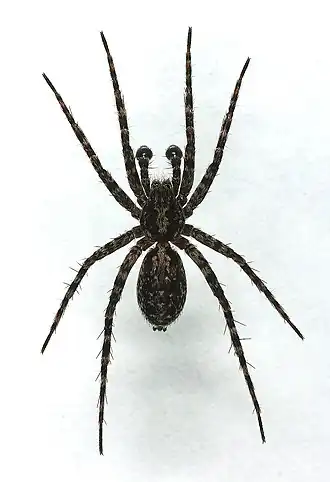 Description de l'image Acantholycosa lignaria.jpg.