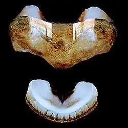 Deux plaques d’A. granulata : une plaque intermédiaire (32&nbsp;mm) et la plaque de la queue (21&nbsp;mm).