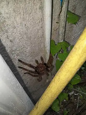 Description de l'image Acanthoscurria antillensis.jpg.