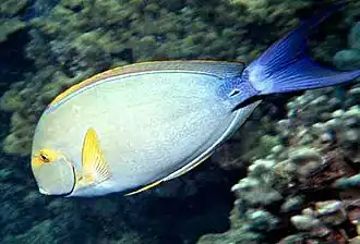 Description de l'image Acanthurus xanthopterus by NPS.jpg.