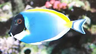 Acanthurus leucosternon