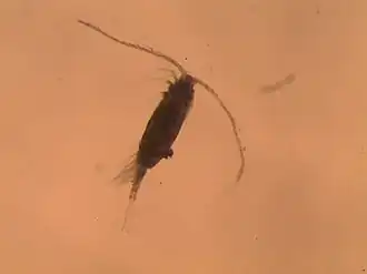 Description de l'image Acartia longiremis.jpg.