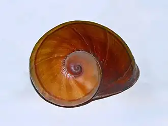 Description de l'image Acavidae - Helicophanta magnifica.JPG.