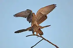 Deux Faucons crécerelles en train de s'accoupler dans un arbre