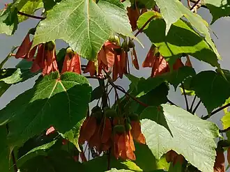 Description de l'image Acer caesium.jpg.