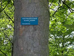 Aspect du tronc sur les sujets âgés.