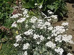 Achillea clavennae.