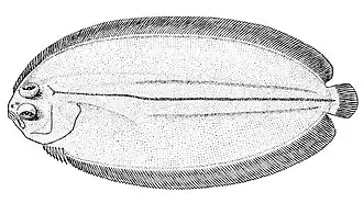 Description de l'image Achiropsetta tricholepis.jpg.