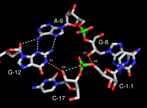 Site actif d'un ribozyme en tête de marteau complet. Le résidu G12 est positionné de façon cohérente avec son rôle de base dans la réaction de clivage tandis que l'hydroxyle 2' du résidu G8 est positionné conformément à son rôle d'acide pour une catalyse acide/basique. Les liaisons hydrogène potentiellement «&nbsp;actives&nbsp;» sont soulignées en pointillés orange. L'oxygène 2' du résidu C17 apparaît aligné pour une attaque nucléophile le long de la trajectoire matérialisée par une ligne pointillée bleue.