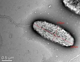 Description de l'image Acidovorax kalamii.jpg.