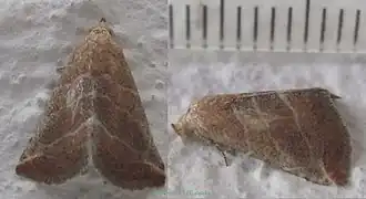 Description de l'image Acontinae-Eublemma baccalix-10mm-coll..jpg.